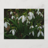 Carte Postale Snowdrops I (Devant)
