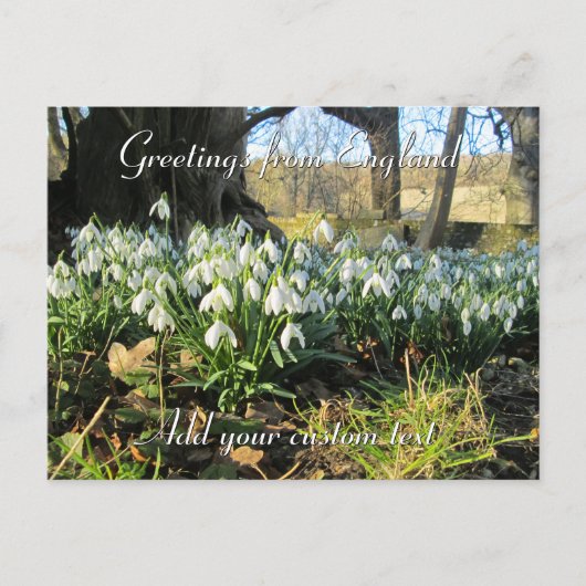 Carte Postale Snowdrops Under a Yew Tree - Personnalisé (Devant)