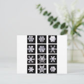 Carte Postale Snowflakes (Debout devant)