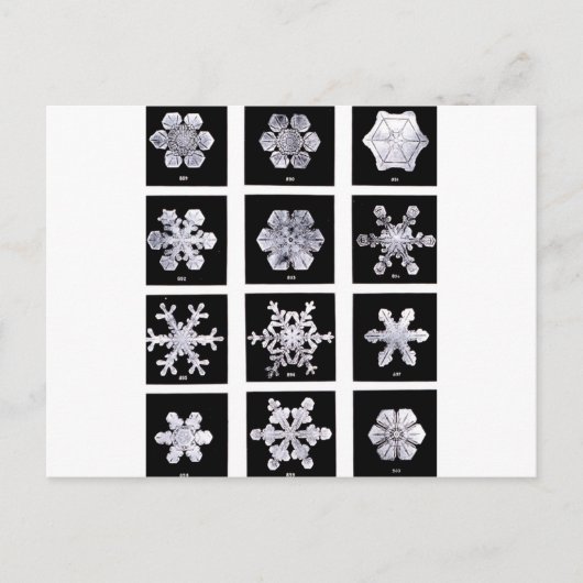 Carte Postale Snowflakes (Devant)