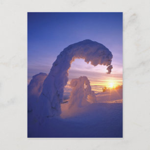 Carte Postale Snowghosts dans la chaîne de corégones du Montana