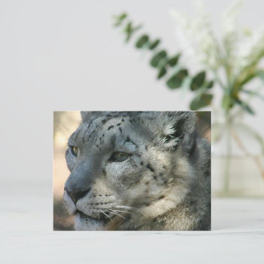 Carte Postale snowleopard (Debout devant)