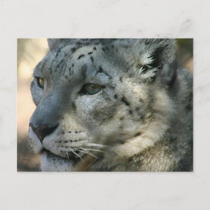 Carte Postale snowleopard