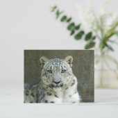 Carte Postale SnowLeopardM002 (Debout devant)