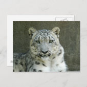 Carte Postale SnowLeopardM002 (Devant / Derrière)