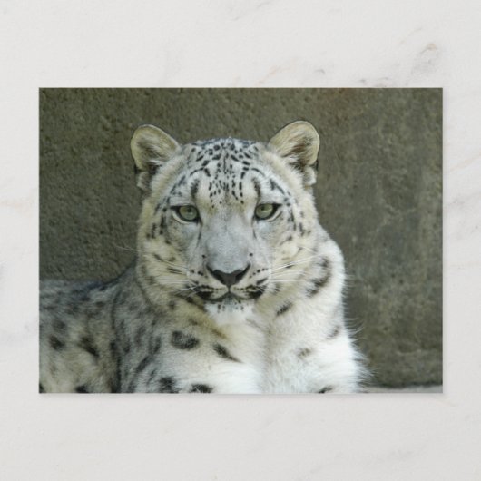 Carte Postale SnowLeopardM002 (Devant)