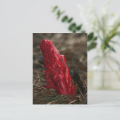 Carte Postale Snowplant (Debout devant)