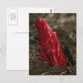 Carte Postale Snowplant (Devant / Derrière)