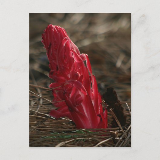 Carte Postale Snowplant (Devant)