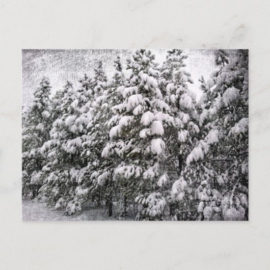 Carte Postale Snowscape noir et blanc, Conifer, CO (Devant)