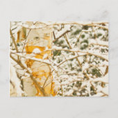 Carte Postale Snowy Birch (Devant)