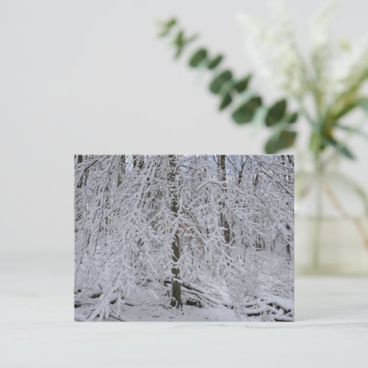 Carte Postale Snowy Birch Tree Canopy (Debout devant)
