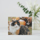 Carte Postale Snowy Cat pense que l'hiver arrive (Debout devant)
