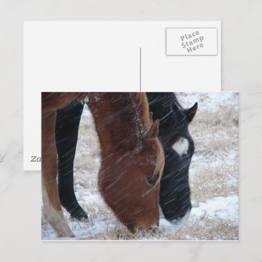 Carte Postale Snowy Eats (Devant / Derrière)