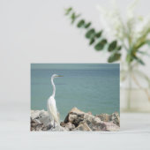 Carte postale Snowy Egret (Debout devant)