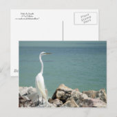 Carte postale Snowy Egret (Devant / Derrière)