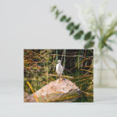 Carte postale Snowy Egret (Debout devant)