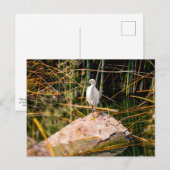 Carte postale Snowy Egret (Devant / Derrière)