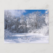 Carte Postale Snowy Marthaler Park and Trees (Devant)