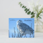 Carte Postale Snowy Owl in Manitoba Canada (Debout devant)