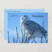 Carte Postale Snowy Owl in Manitoba Canada (Devant / Derrière)