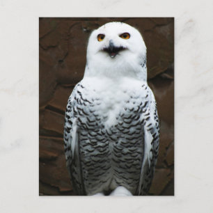 Carte Postale Snowy Owl pccnm