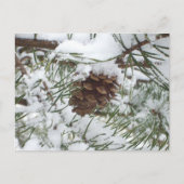 Carte Postale Snowy Pine Cone I (Devant)