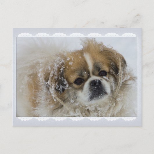 Carte postale Snowy Tibétain Spaniel CC0136 (Devant)
