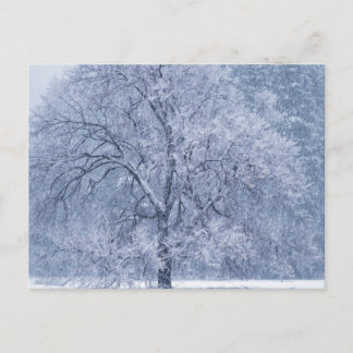 Carte Postale Snowy Tree hiver Scene gelée