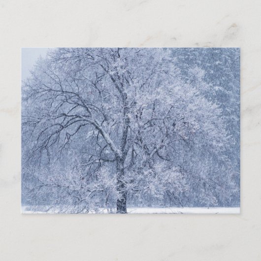 Carte Postale Snowy Tree hiver Scene gelée (Devant)