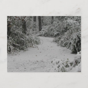 Carte Postale Snowy Woods