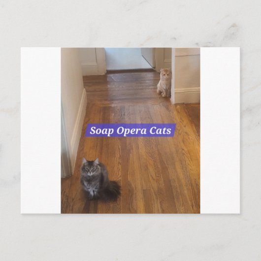 Carte postale Soap Opera Cats (Devant)