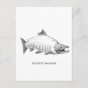 Carte Postale Sockeye Saumon Line Art