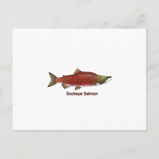 Carte Postale Sockeye - Saumon rouge (intitulé) (Devant)