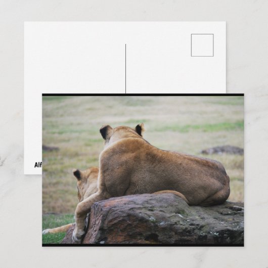 Carte Postale Sœurs de la savane (Devant / Derrière)