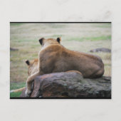 Carte Postale Sœurs de la savane (Devant)