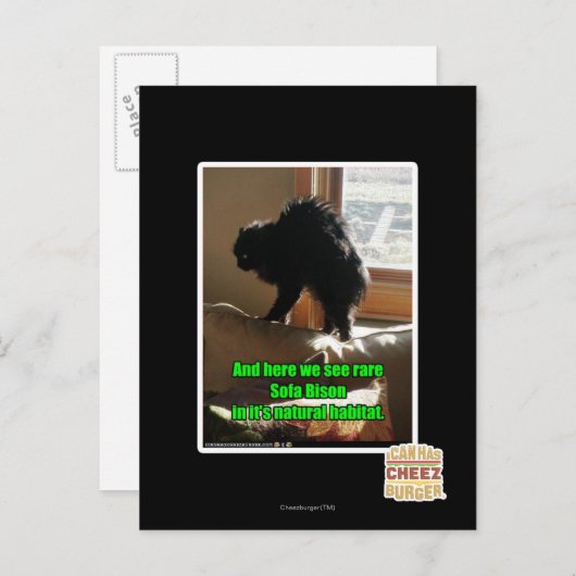 Carte Postale Sofa Bison (Devant / Derrière)