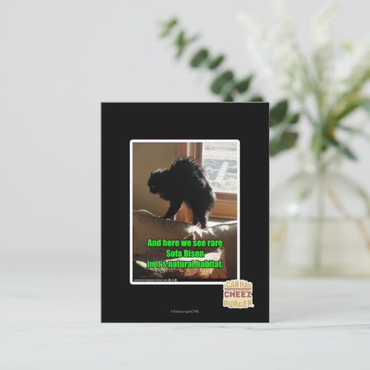 Carte Postale Sofa Bison (Debout devant)