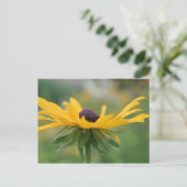 Carte postale Soft Black Eyed Susan Flower (Debout devant)