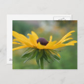 Carte postale Soft Black Eyed Susan Flower (Devant / Derrière)