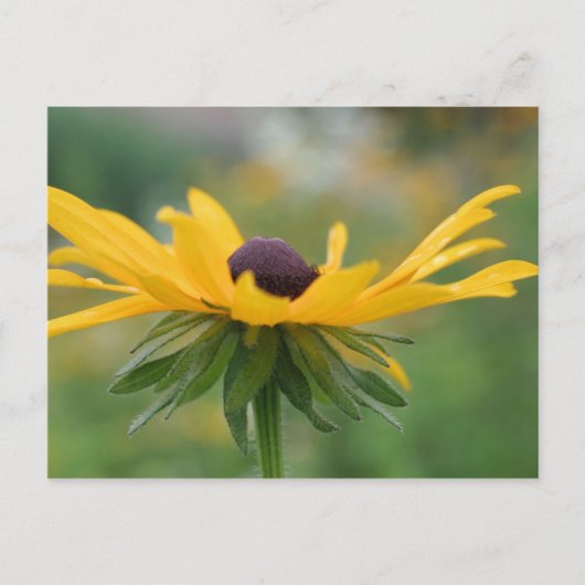 Carte postale Soft Black Eyed Susan Flower (Devant)