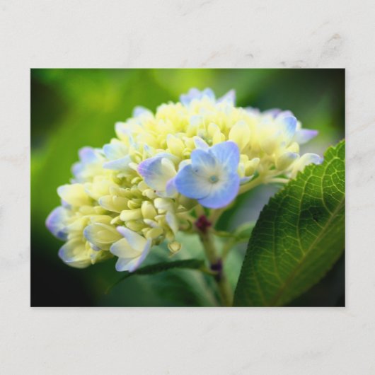 Carte Postale Soft Blue Hydrangea Flower Photography  (Devant)