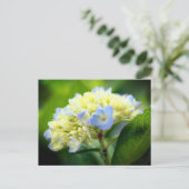 Carte Postale Soft Blue Hydrangea Flower Photography  (Debout devant)