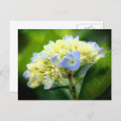 Carte Postale Soft Blue Hydrangea Flower Photography  (Devant / Derrière)