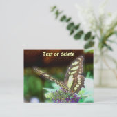 Carte Postale Soft Butterfly On Flower Nature Photo Personalized (Debout devant)