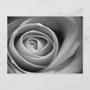 Carte Postale Soft Rose Center - Photographie noir et blanc
