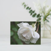 Carte postale Soft White Rose Flower Photocard (Debout devant)