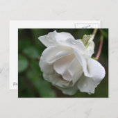 Carte postale Soft White Rose Flower Photocard (Devant / Derrière)