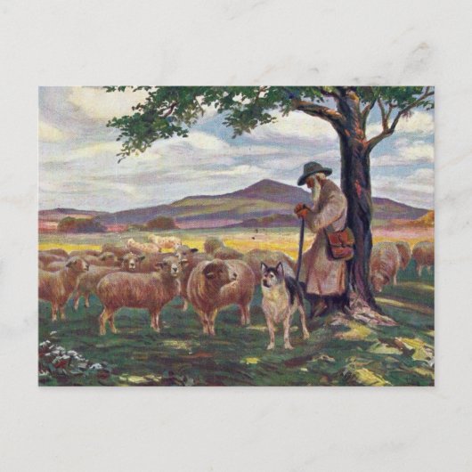 Carte Postale Soignant les moutons (Devant)