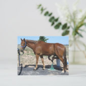 Carte Postale Soins de tous les chevaux - Occident (Debout devant)